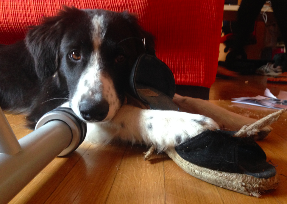 Il nostro border collie Lucky alle prese con una scarpa