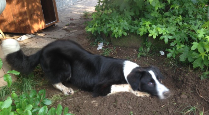 Il border collie Lucky