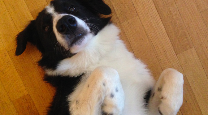 Il carattere del Border collie